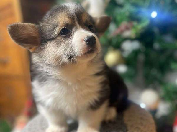 Pembroke Tricolor Galês Corgi Senta-se Em Madeiras Em Folhas De