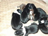 7 chiots Bergers Australiens Miniatures à réserver (LOF)