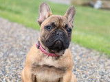 Mise en vente de 3 chiots Bouledogues Français fauves LOF