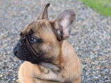 Mise en vente de 3 chiots Bouledogues Français fauves LOF