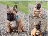 Mise en vente de 3 chiots Bouledogues Français fauves LOF