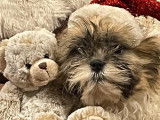 2 chiots Shih Tzu disponibles à la vente (LOF)