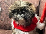 2 chiots Shih Tzu disponibles à la vente (LOF)