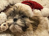 2 chiots Shih Tzu disponibles à la vente (LOF)