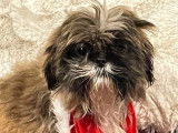 2 chiots Shih Tzu disponibles à la vente (LOF)