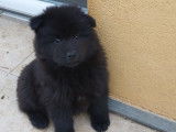 2 chiots Eurasiers noirs à vendre (LOF)