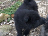 2 chiots Eurasiers noirs à vendre (LOF)