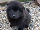 2 chiots Eurasiers noirs à vendre (LOF)