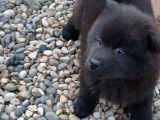 2 chiots Eurasiers noirs à vendre (LOF)