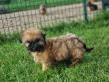 Des chiots femelles Shih Tzu LOF à acheter