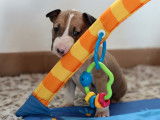 Mise à la réservation d’un chiot Bull Terrier Standard bicolore LOF
