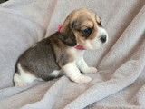 À la réservation 2 chiots femelles Beagles LOF tricolores