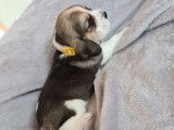 À la réservation 2 chiots femelles Beagles LOF tricolores