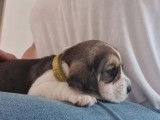 À la réservation 2 chiots femelles Beagles LOF tricolores