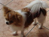 Chien m&acirc;le Chihuahua de 5 ans LOF blanc et fauve &agrave; vendre