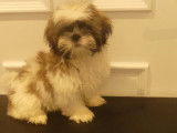 Chiot mâle Shih Tzu LOF disponible à la vente