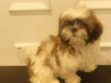Chiot mâle Shih Tzu LOF disponible à la vente