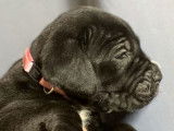 Chiots Cane Corso LOF disponibles