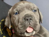 Chiots Cane Corso LOF disponibles