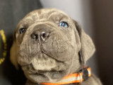 Chiots Cane Corso LOF disponibles