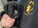 Chiots Cane Corso LOF disponibles