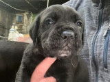 Chiots Cane Corso LOF disponibles