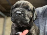 Chiots Cane Corso LOF disponibles