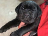Chiots Cane Corso LOF disponibles