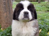 Saint bernard poils longs