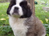 Saint bernard poils longs