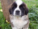 Saint bernard poils longs