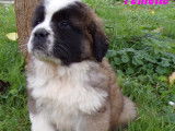 Saint bernard poils longs