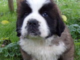 Saint bernard poils longs