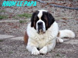 Saint bernard poils longs