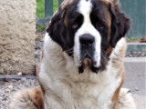 Saint bernard poils longs