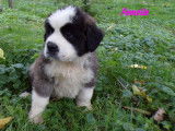 Saint bernard poils longs