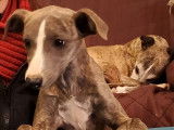 3 chiots Whippets LOF disponibles à la vente
