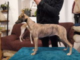 3 chiots Whippets LOF disponibles à la vente