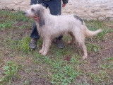Une chienne Griffon Vendéen non LOF disponible à la vente