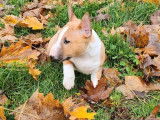 2 chiots m&acirc;les Bull Terriers LOF &agrave; r&eacute;server