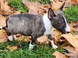 2 chiots m&acirc;les Bull Terriers LOF &agrave; r&eacute;server