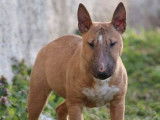 2 chiots m&acirc;les Bull Terriers LOF &agrave; r&eacute;server