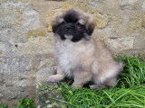 Chiots Épagneuls Tibétains LOF à acheter