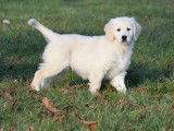 Vente de 3 chiots Golden Retrievers LOF