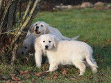 Vente de 3 chiots Golden Retrievers LOF