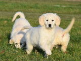 Vente de 3 chiots Golden Retrievers LOF