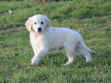 Vente de 3 chiots Golden Retrievers LOF