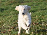 Vente de 3 chiots Golden Retrievers LOF
