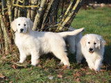 Vente de 3 chiots Golden Retrievers LOF