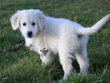 Vente de 3 chiots Golden Retrievers LOF
